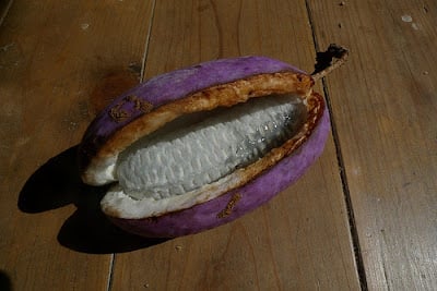 Akebi Fruit