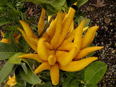 Buddha's Hand Fruit