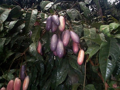 Safou Fruit