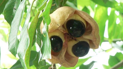 Ackee Fruit